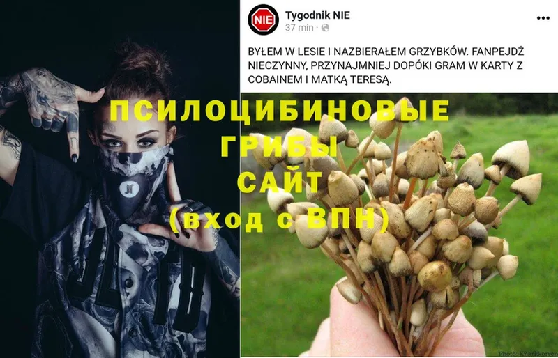 наркотики  Новоалтайск  Галлюциногенные грибы Psilocybe 